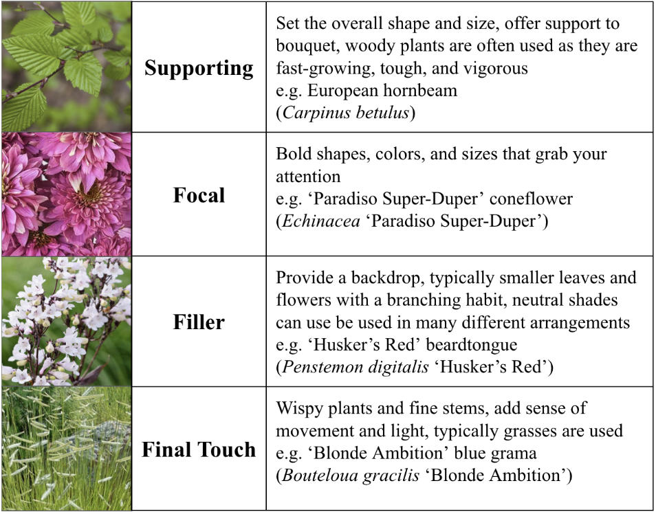 Type 1: Supporting: Set the overall shape and size, offer support to bouquet, woody plants are often used as they are fast-growing, tough, and vigorous (e.g. European hornbeam)Type 2: Focal: Bold shapes, colors, and sizes that grab your attention (e.g. ‘Paradiso Super-Duper’ coneflower) Type 3: Filler: Provide a backdrop, typically smaller leaves and flowers with a branching habit, neutral shades can be used in many different arrangements (e.g. ’Husker’s Red’ beardtongue) Type 4: Wispy plants and fine stems, add sense of movement and light, typically grasses are used (e.g. ‘Blonde Ambition’ Blue Grama’